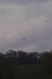 D7D00458 Buzzards (Buteo buteo) circling over field.jpg